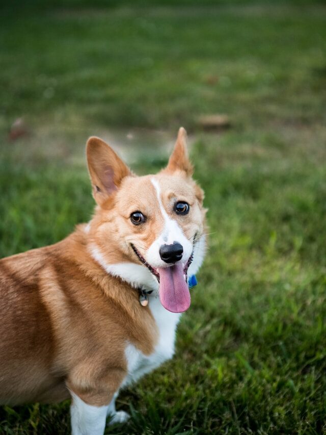 cute dog in training at midtown mutts