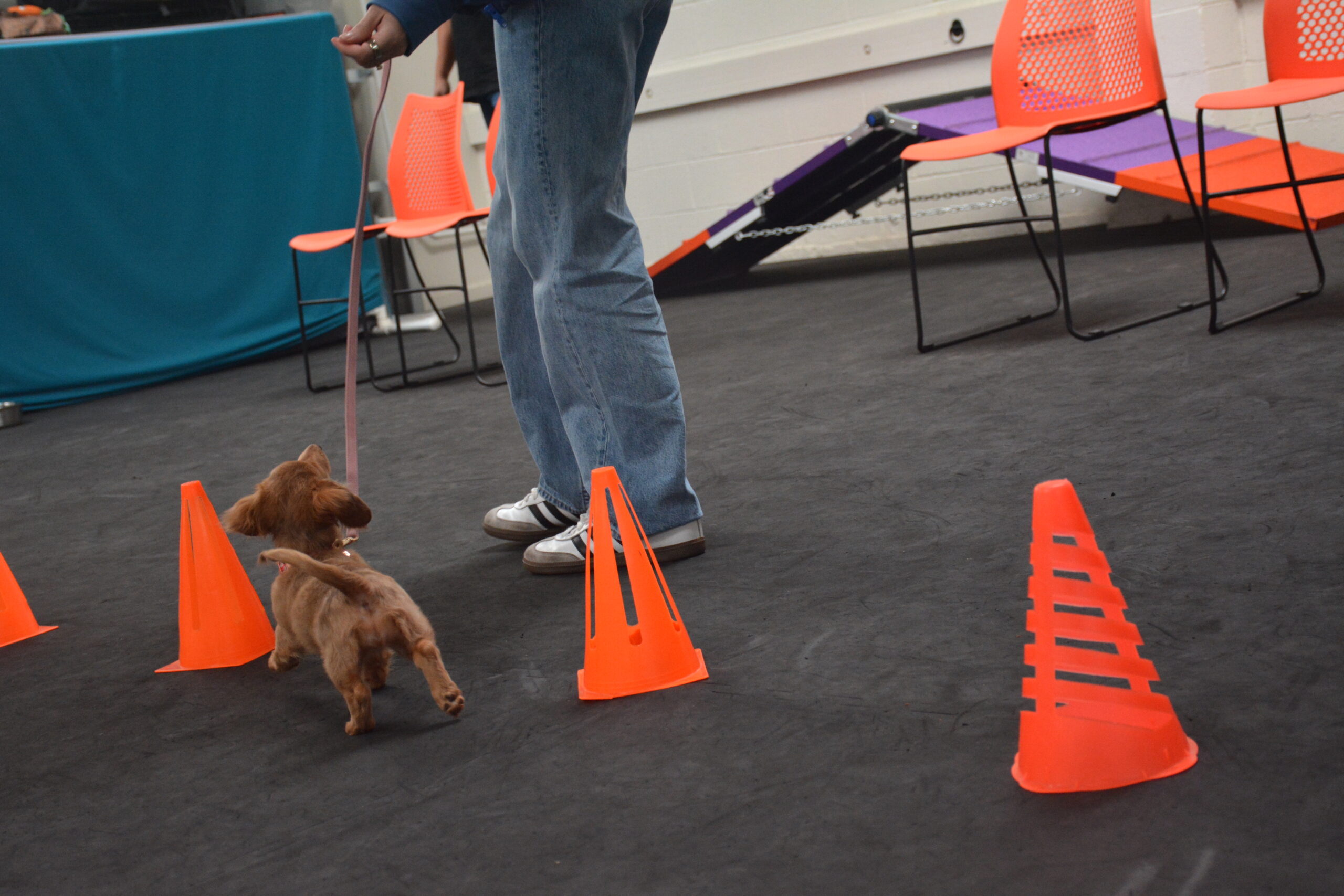 puppy training sacramento
