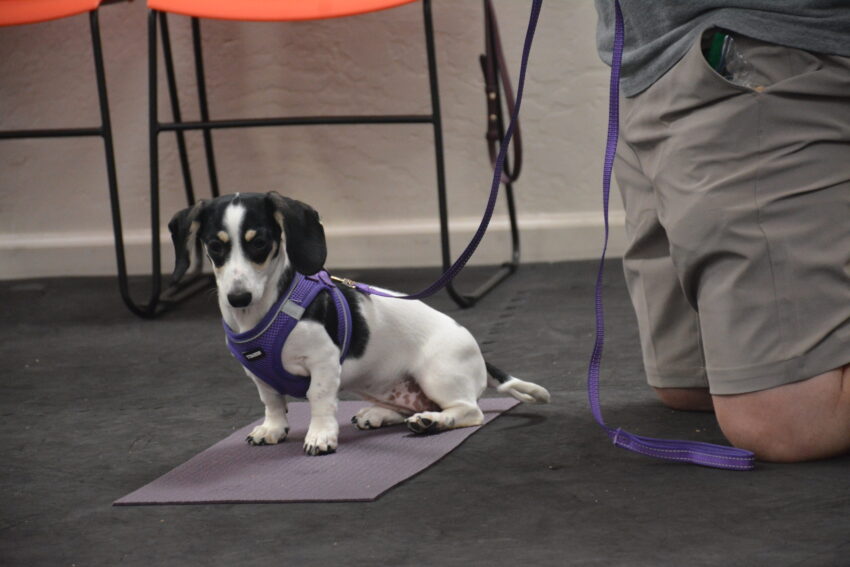 puppy training sacramento