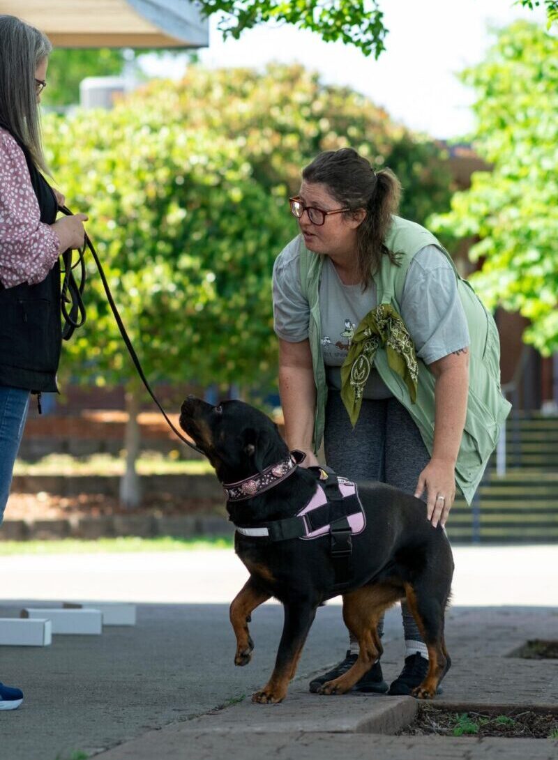 midtown mutts sacramento certified dog training