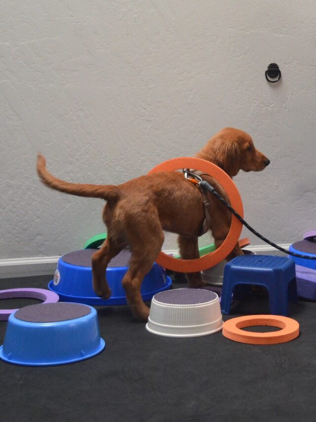 cute dog in training at midtown mutts